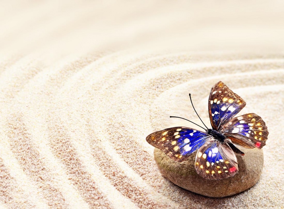 点击大图看下一张：鹅卵石上的蝴蝶唯美图片