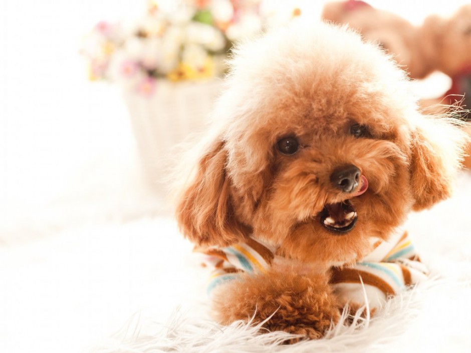 点击大图看下一张：招人喜爱的棕色泰迪犬图片