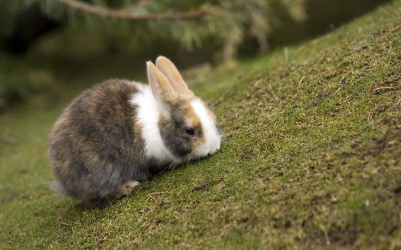 点击大图看下一张：欢蹦乱跳的可爱小兔子高清大图