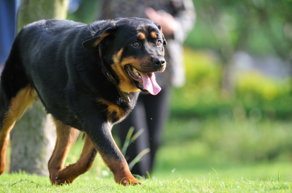 点击大图看下一张：成年罗威纳犬沉稳帅气身姿图片