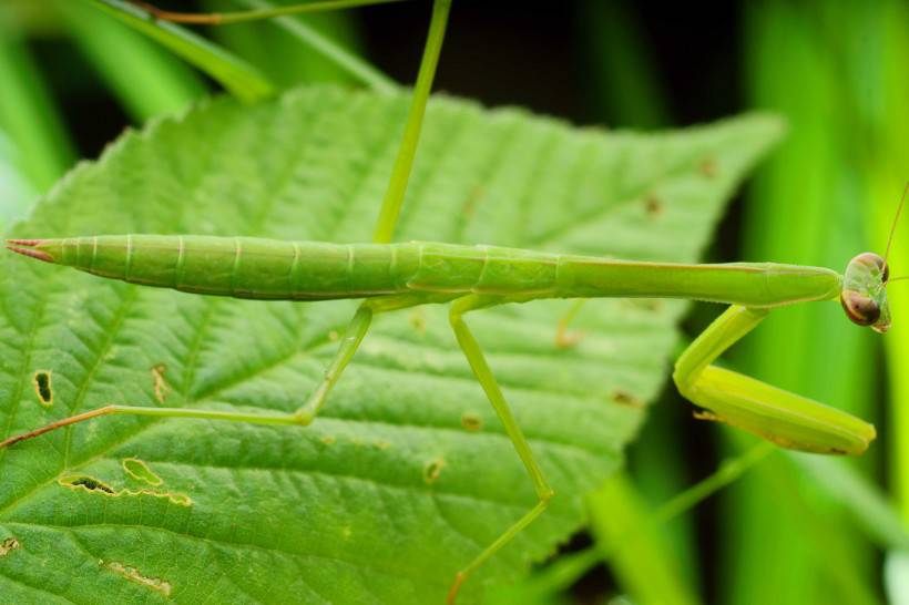 点击大图看下一张：可爱的螳螂昆虫高清图片