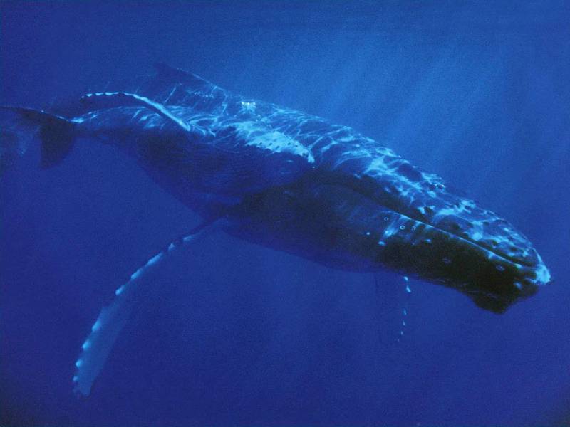 点击大图看下一张：鲸鱼帅气跃水面高清组图