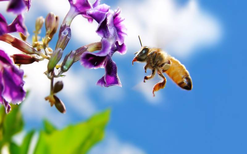 点击大图看下一张：辛勤采蜜的小蜜蜂高清晰图片