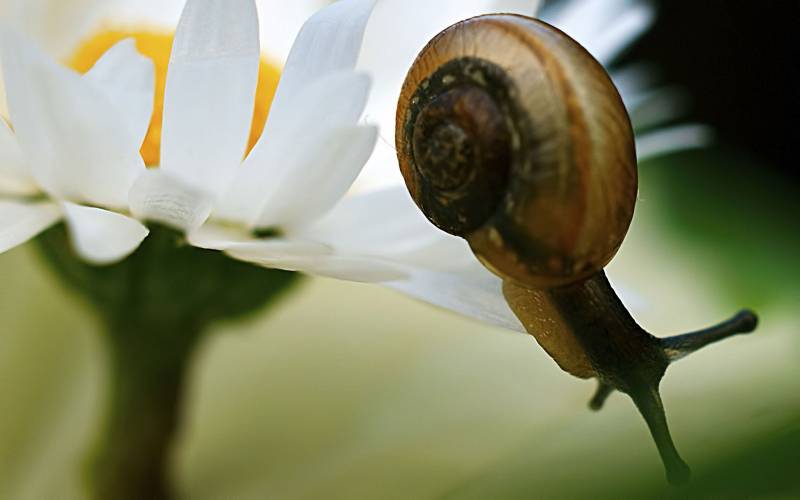 点击大图看下一张：勤奋的蜗牛自然可爱高清图片