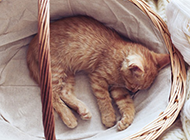篮子里萌萌的小猫睡觉图片