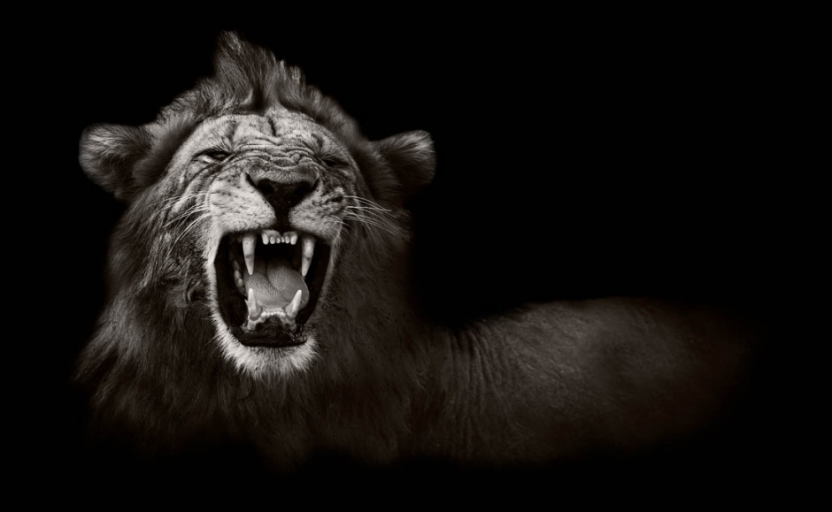 点击大图看下一张：威武雄壮的狮子图片特写