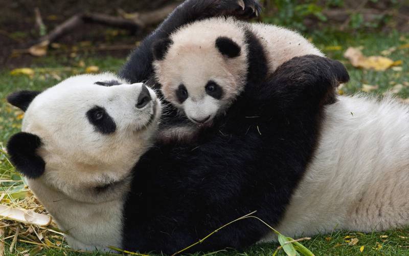 点击大图看下一张：国宝熊猫可爱胖胖写真组图