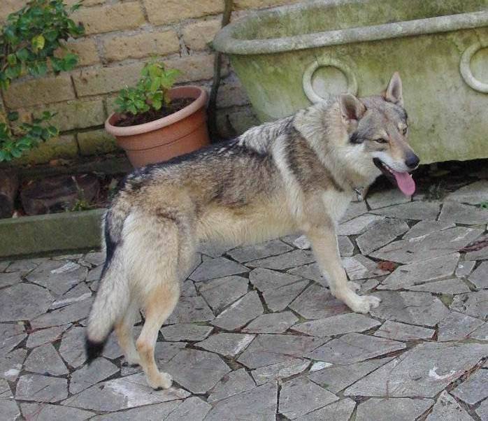 点击大图看下一张：帅气矫健的捷克狼犬图片