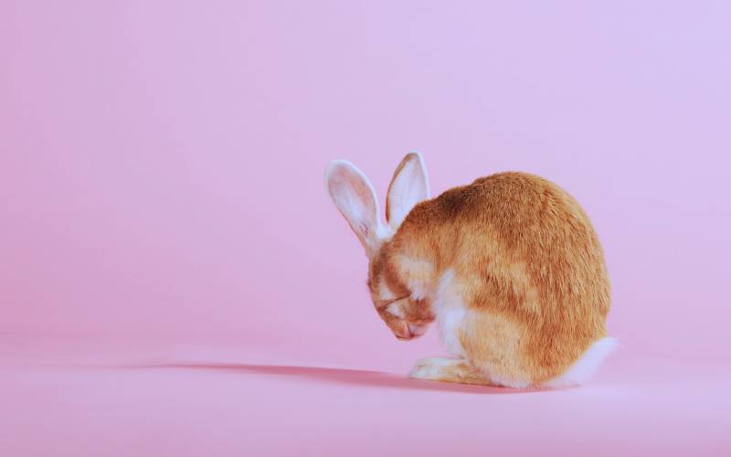点击大图看下一张：惹人喜爱的小兔子高清桌面壁纸