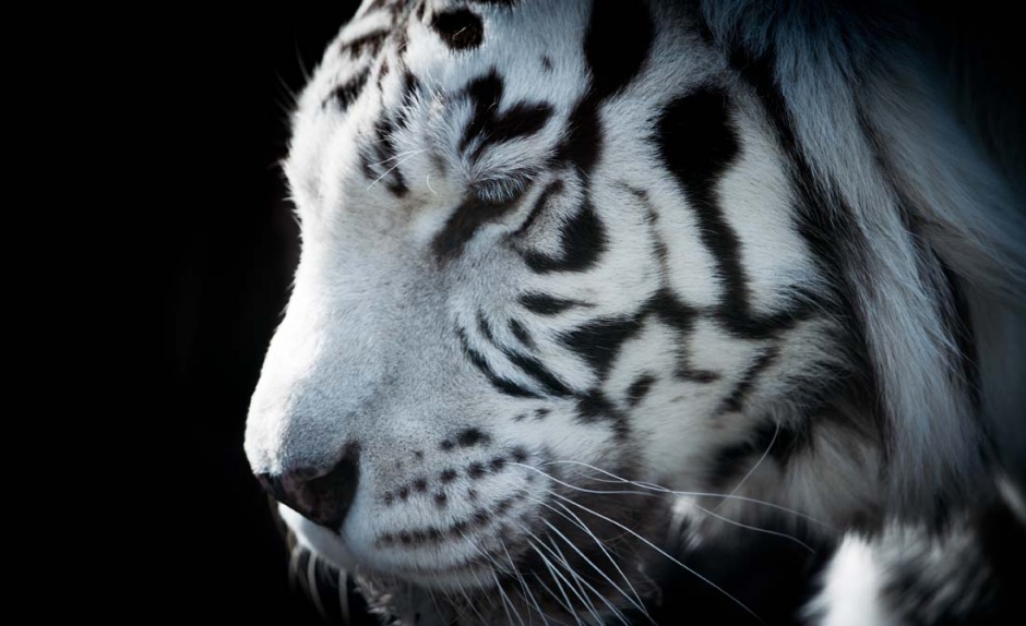 点击大图看下一张：霸气的老虎高清图片欣赏