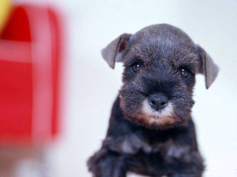 点击大图看下一张：可爱的标准雪纳瑞犬高清图片