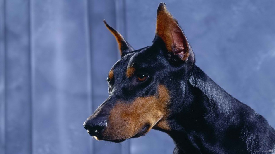 点击大图看下一张：最凶的杜宾犬头部特写图片