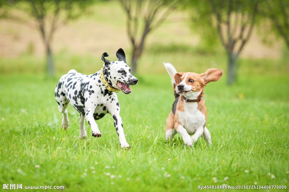 点击大图看下一张：大麦町犬草地快乐奔跑图片