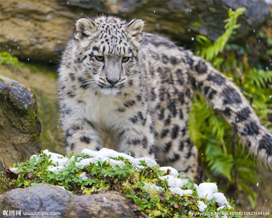 点击大图看下一张：我国一级保护动物野生雪豹图片