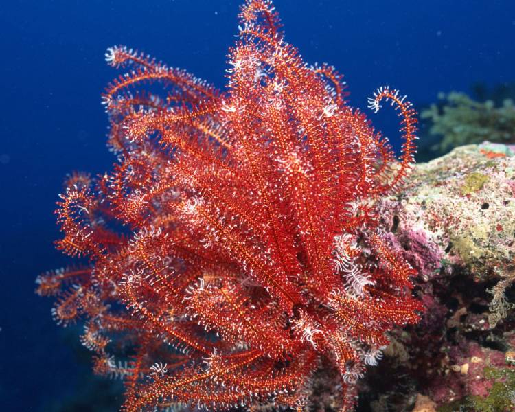 点击大图看下一张：千奇百怪的珊瑚海葵组图