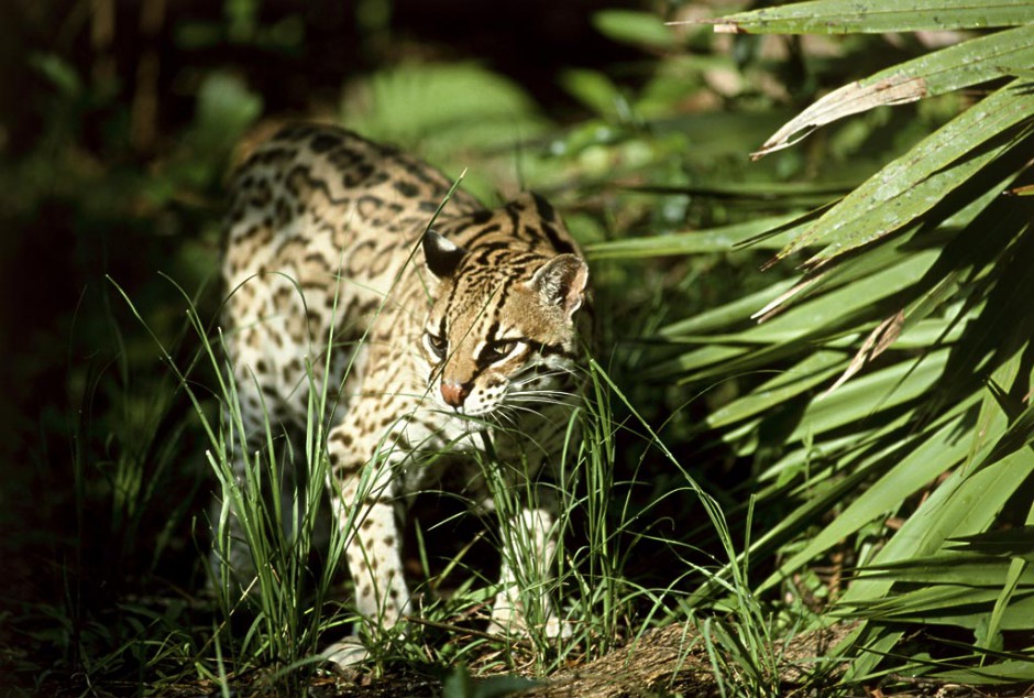 点击大图看下一张：纯种孟加拉豹猫野外栖息图片