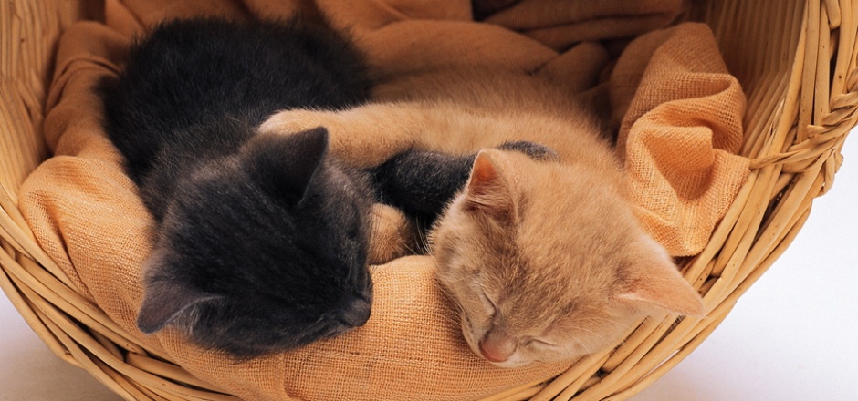 点击大图看下一张：两只小猫睡觉的图片