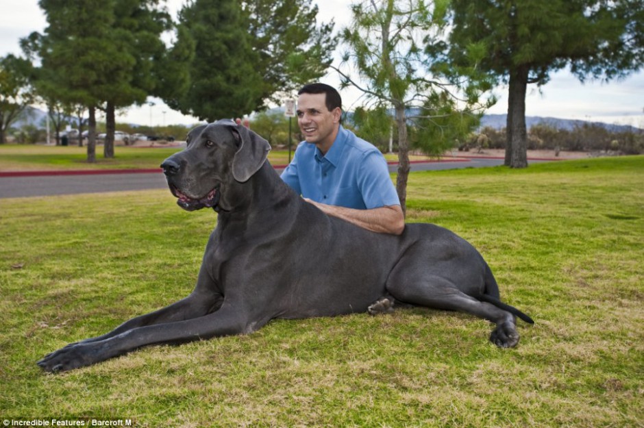 点击大图看下一张：英国巨型大丹犬图片模样乖巧听话
