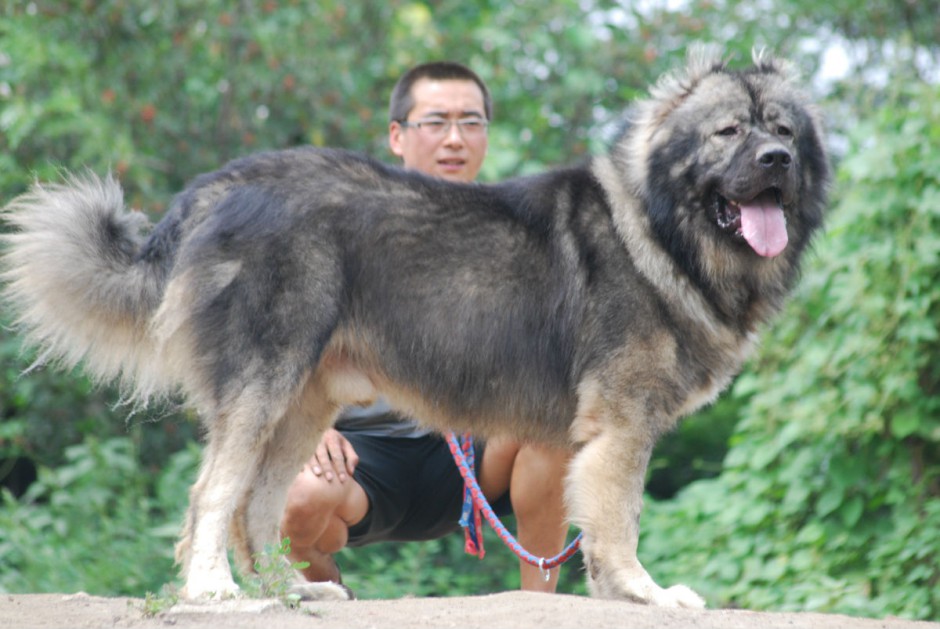 点击大图看下一张：世界大型猛犬高加索犬图片