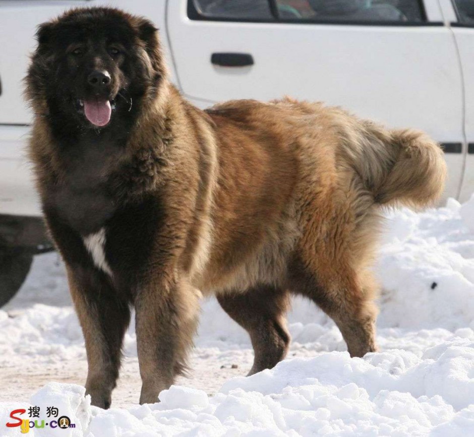 点击大图看下一张：凶猛的俄罗斯大高加索犬图片