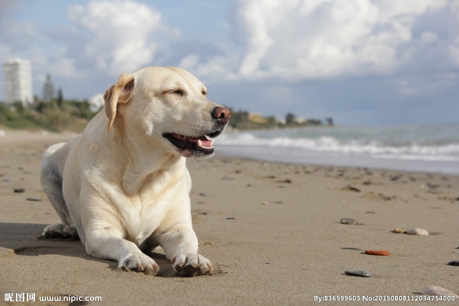 点击大图看下一张：会笑的狗狗白色拉布拉多犬图片