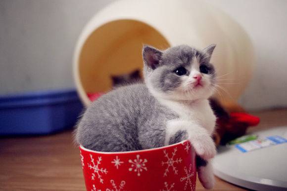 点击大图看下一张：可爱的茶杯猫萌宠图片大全
