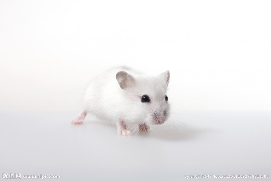 点击大图看下一张：呆萌小巧的小白鼠图片