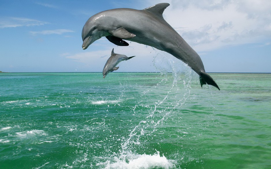 点击大图看下一张：可爱海豚图片高清动物壁纸特辑