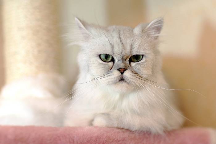 点击大图看下一张：金吉拉猫生气表情图片