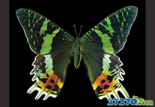 点击大图看下一张：最美蝴蝶的图集