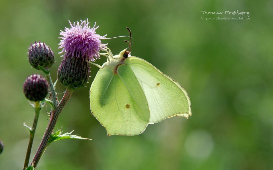 点击大图看下一张：高清蝴蝶摄影图片欣赏