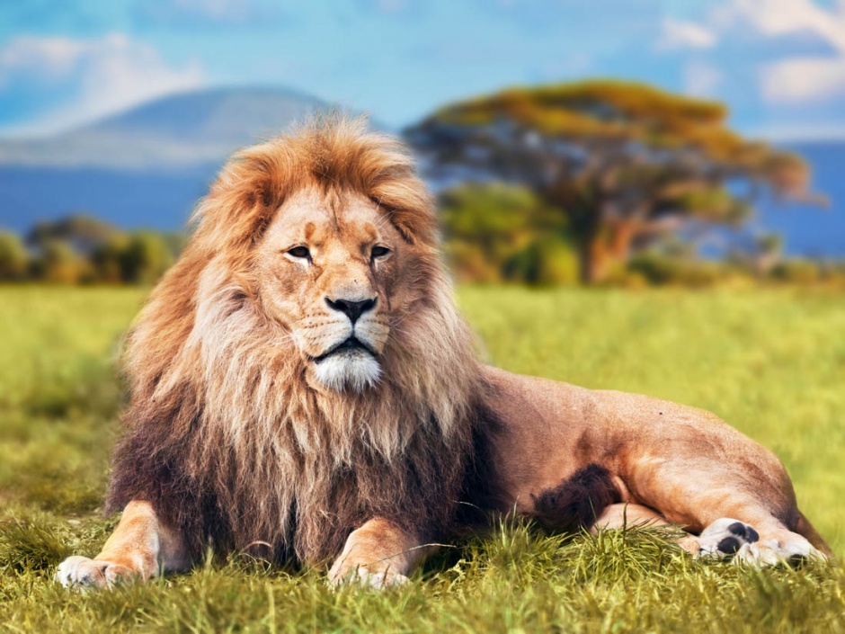 点击大图看下一张：霸气的非洲雄狮图片赏析