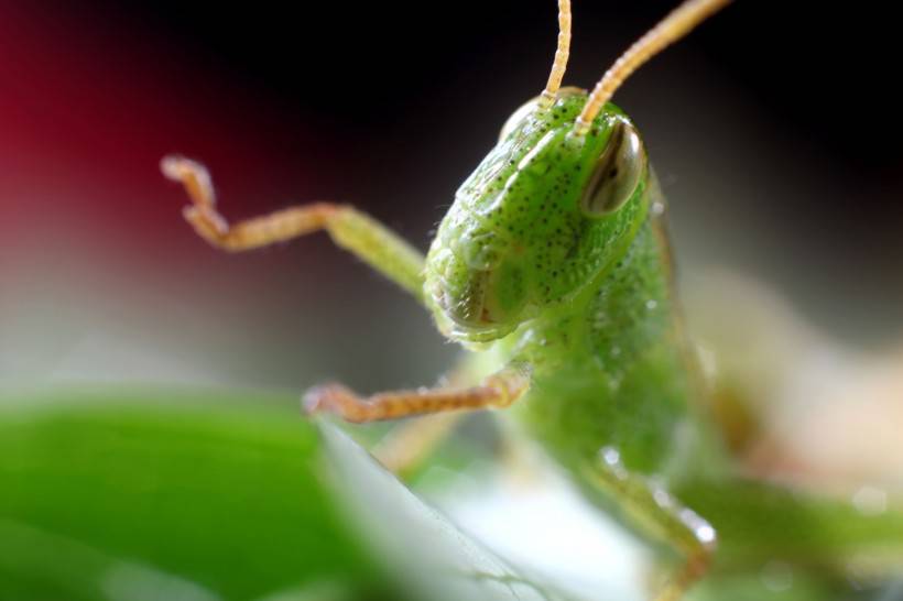 点击大图看下一张：绿色昆虫蚱蜢的微距摄影图片