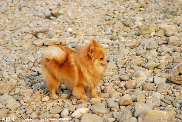 点击大图看下一张：褐色狐狸犬可爱户外写真图片