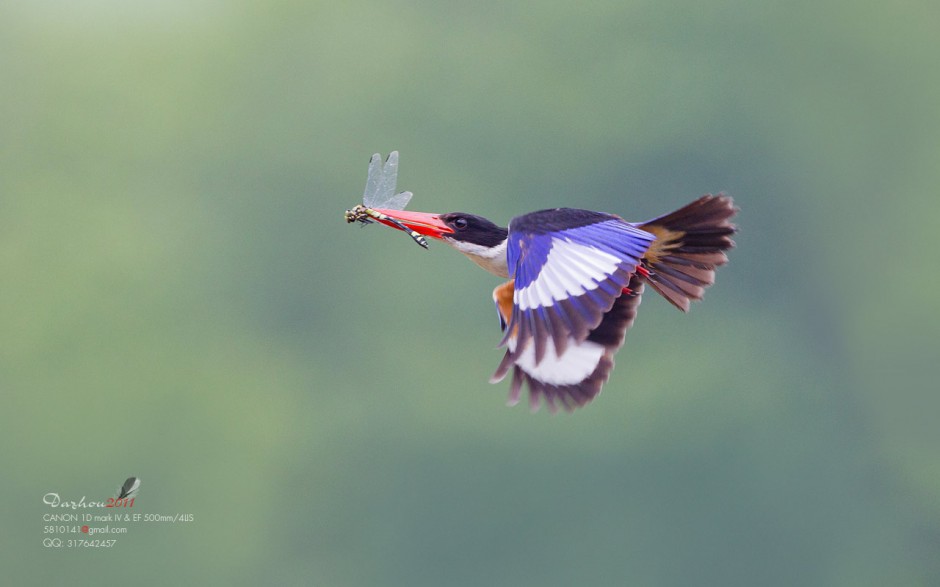 点击大图看下一张：荆棘鸟空中飞翔的图片