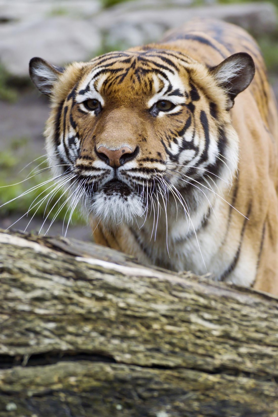 点击大图看下一张：野外凶猛的老虎图片