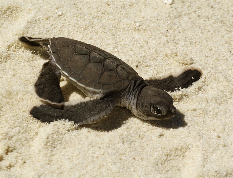 点击大图看下一张：慢条斯理的黑海龟图片欣赏