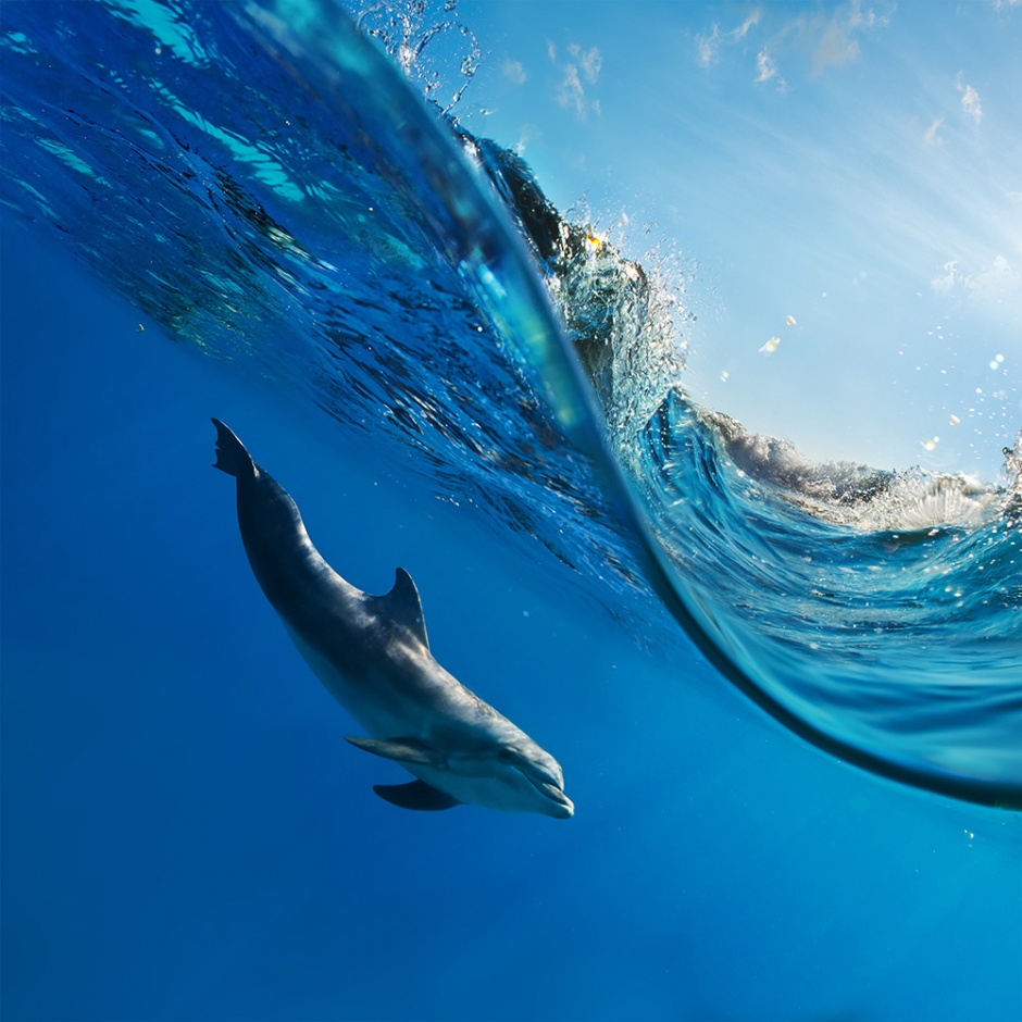 点击大图看下一张：可爱有灵气的海豚高清图片