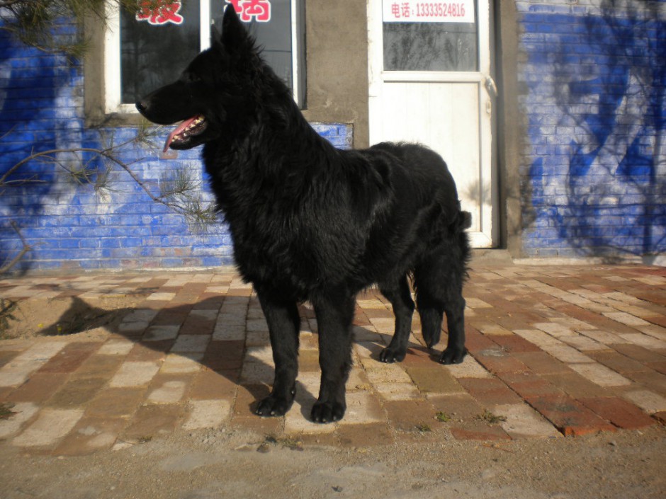 点击大图看下一张：忠厚雄壮的黑熊犬图片