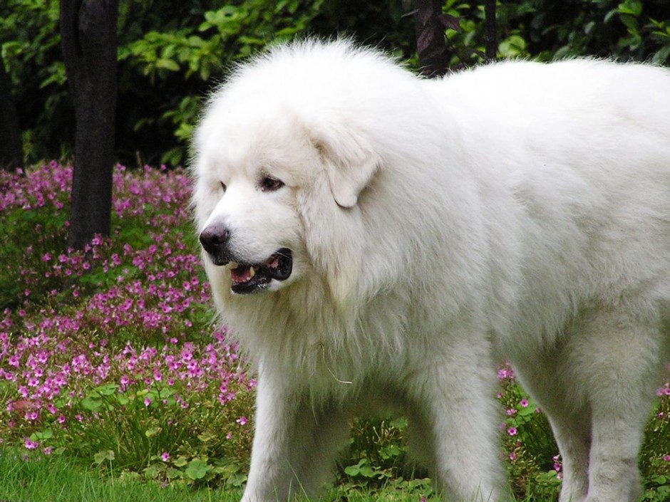 点击大图看下一张：美丽高雅的巨型大白熊犬图片