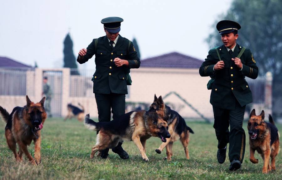 点击大图看下一张：中国优秀警犬顽皮玩耍图片
