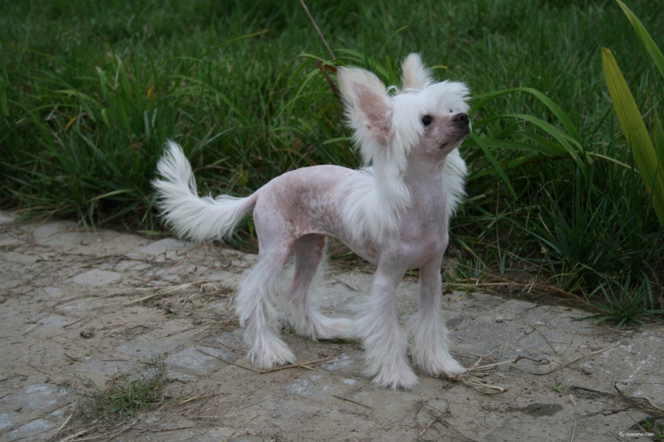 点击大图看下一张：中国冠毛犬呆萌图片