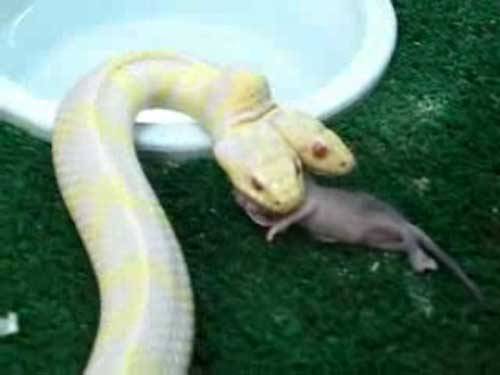 点击大图看下一张：实拍罕见双头白蛇进餐全过程 生吞一只老鼠