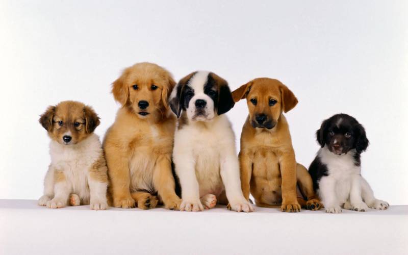 点击大图看下一张：调皮可爱的狗狗高清宽屏动物壁纸