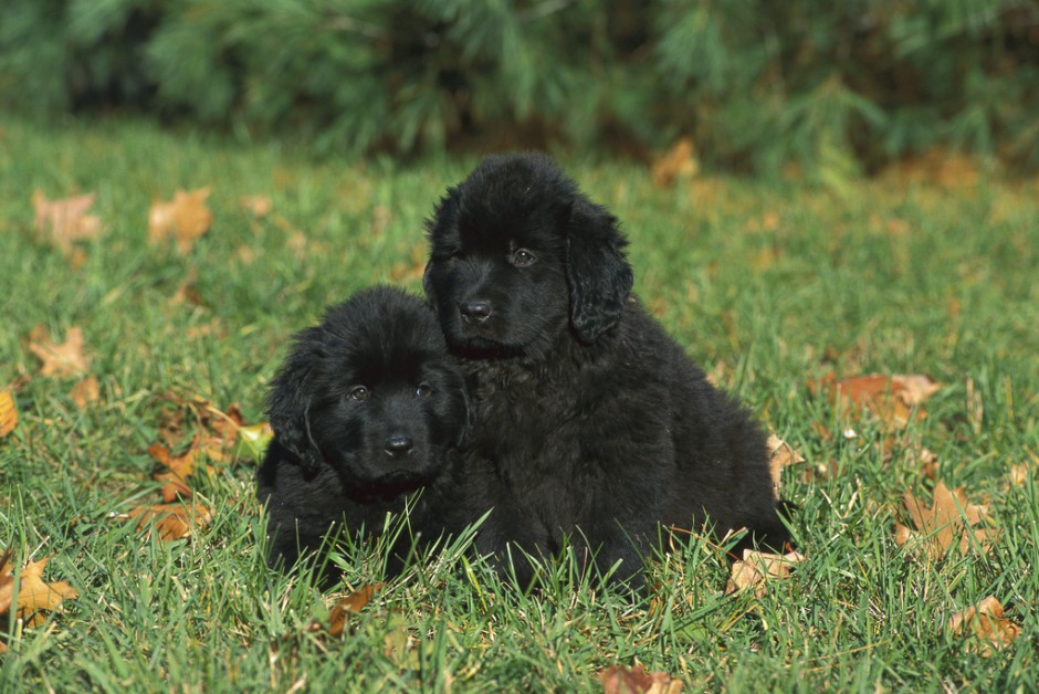 点击大图看下一张：纽芬兰犬黑色幼犬草地可爱写真图片