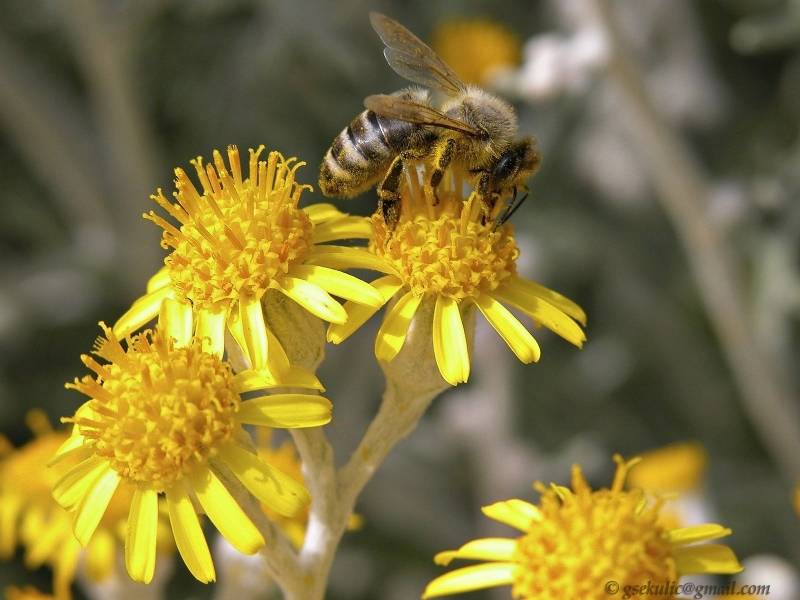 点击大图看下一张：瞬间捕捉蜜蜂采食花粉高清壁纸