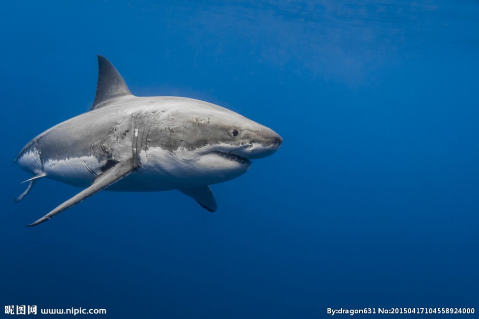 点击大图看下一张：深海凶猛的大鲨鱼图片