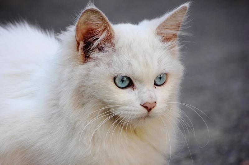 点击大图看下一张：长毛蓝眼白猫气质高贵图片