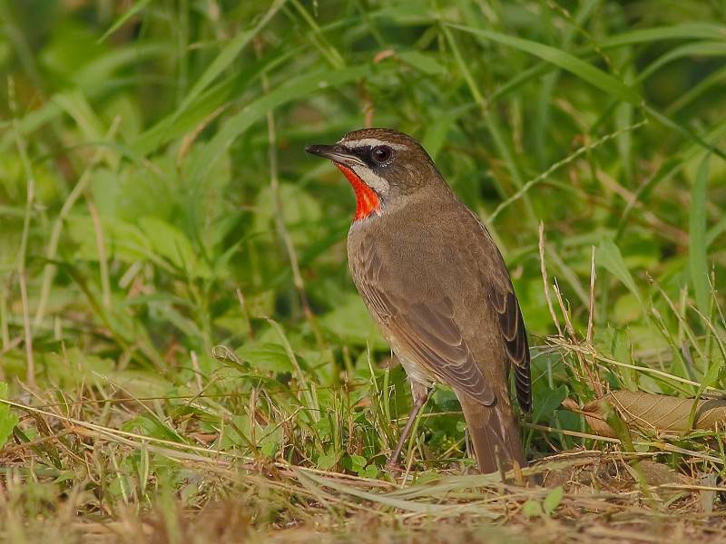 点击大图看下一张：观赏鸟类红点颏高清图片