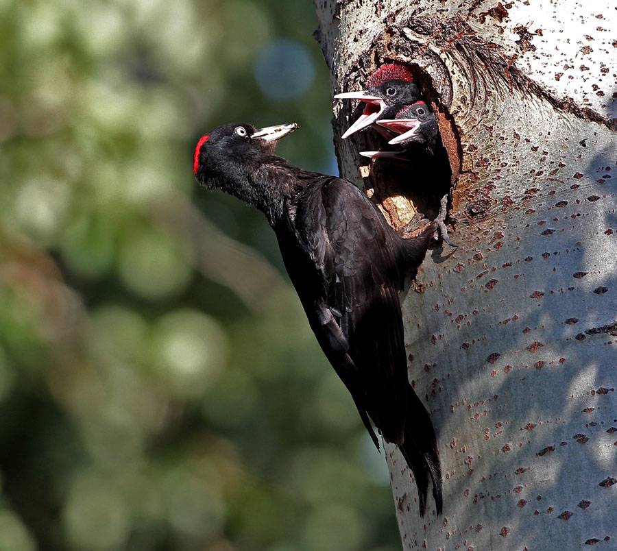 点击大图看下一张：啄木鸟长而尖的嘴巴图片